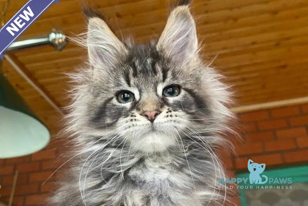 Matilda Maine Coon female black tabby live animals