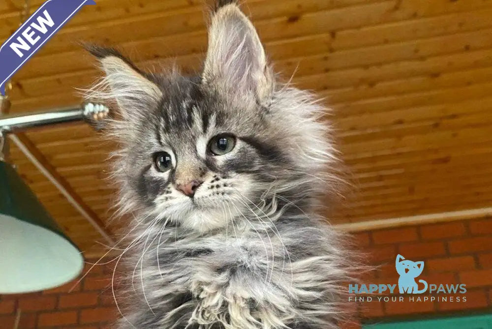 Matilda Maine Coon female black tabby live animals