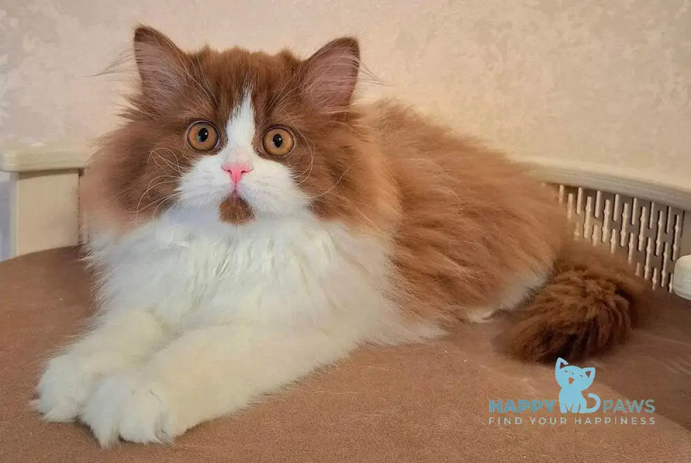 Matilda Selkirk Straight female cinnamon bicolour live animals