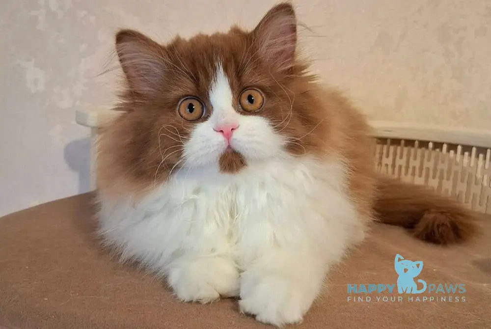 Matilda Selkirk Straight female cinnamon bicolour live animals