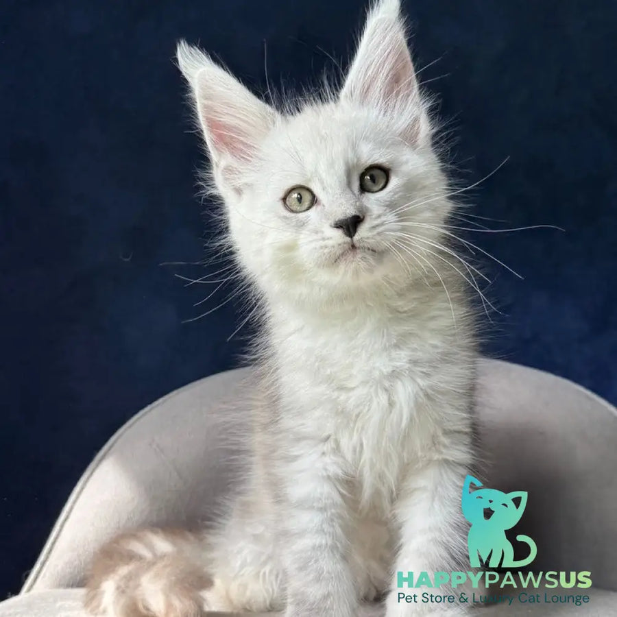 Matt Maine Coon male black silver spotted tabby - live animals