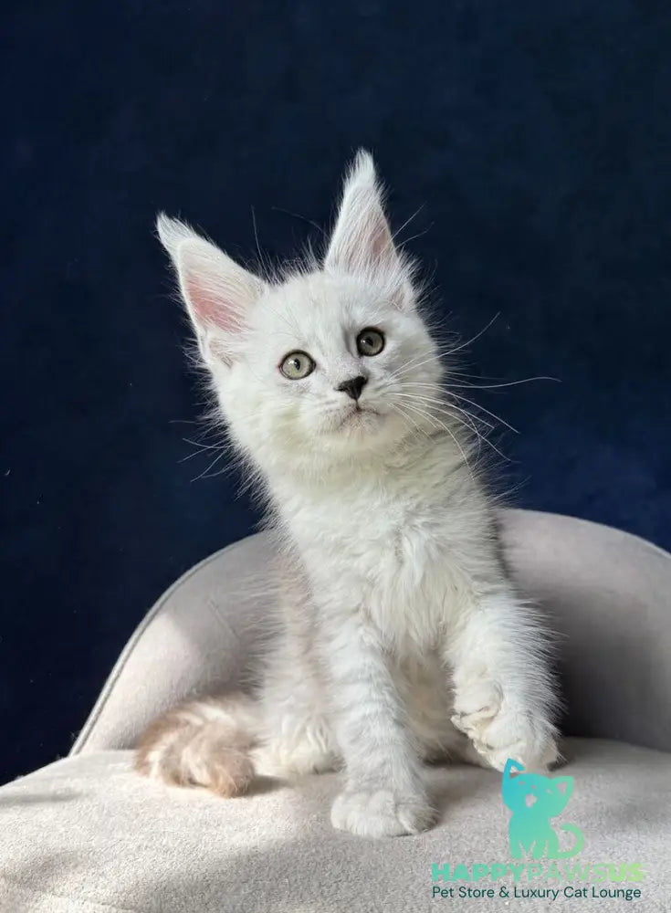 Matt Maine Coon male black silver spotted tabby - live animals