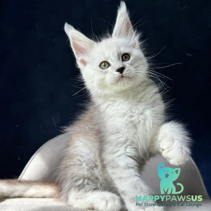 Matt Maine Coon male black silver spotted tabby - live animals