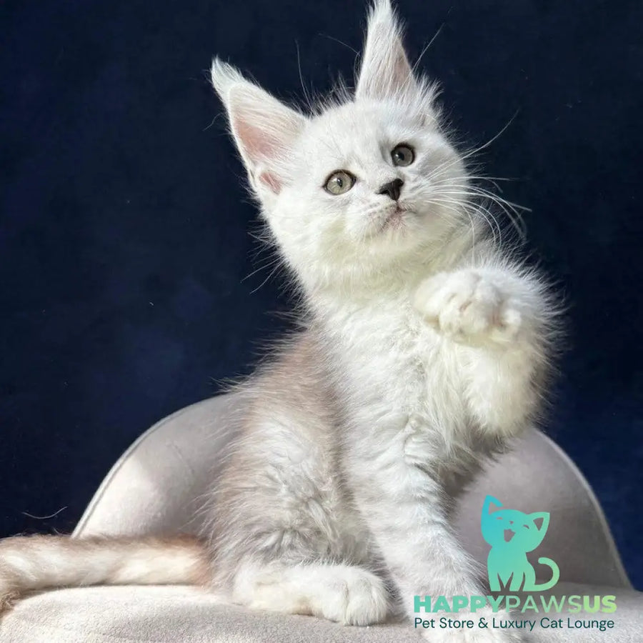 Matt Maine Coon male black silver spotted tabby - live animals