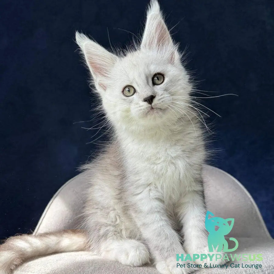 Matt Maine Coon male black silver spotted tabby - live animals