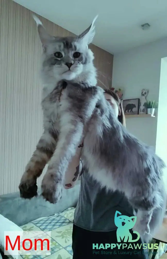 Matthew Maine Coon male blue tabby - live animals