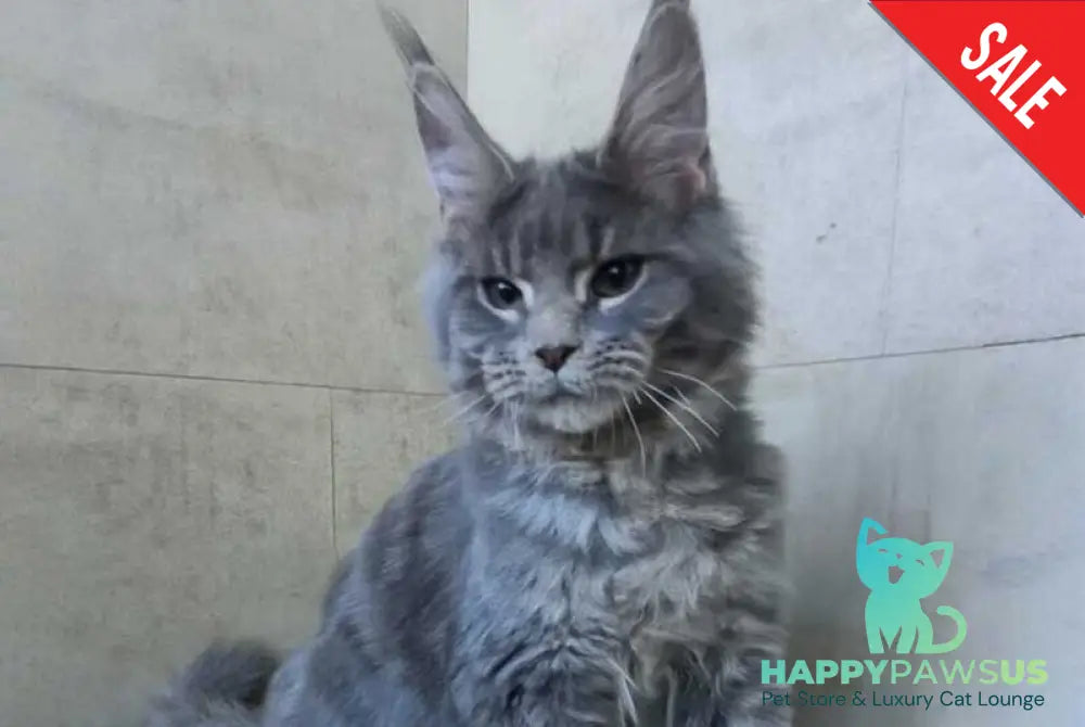 Matthew Maine Coon male blue tabby - live animals
