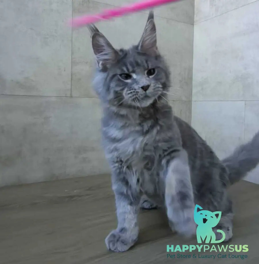 Matthew Maine Coon male blue tabby - live animals