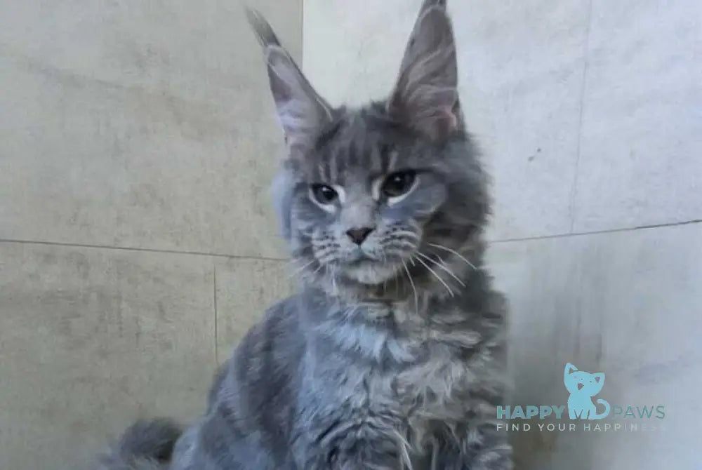 Matthew Maine Coon male blue tabby - live animals