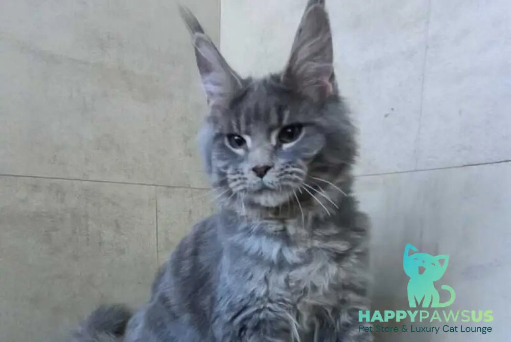 Matthew Maine Coon male blue tabby - live animals