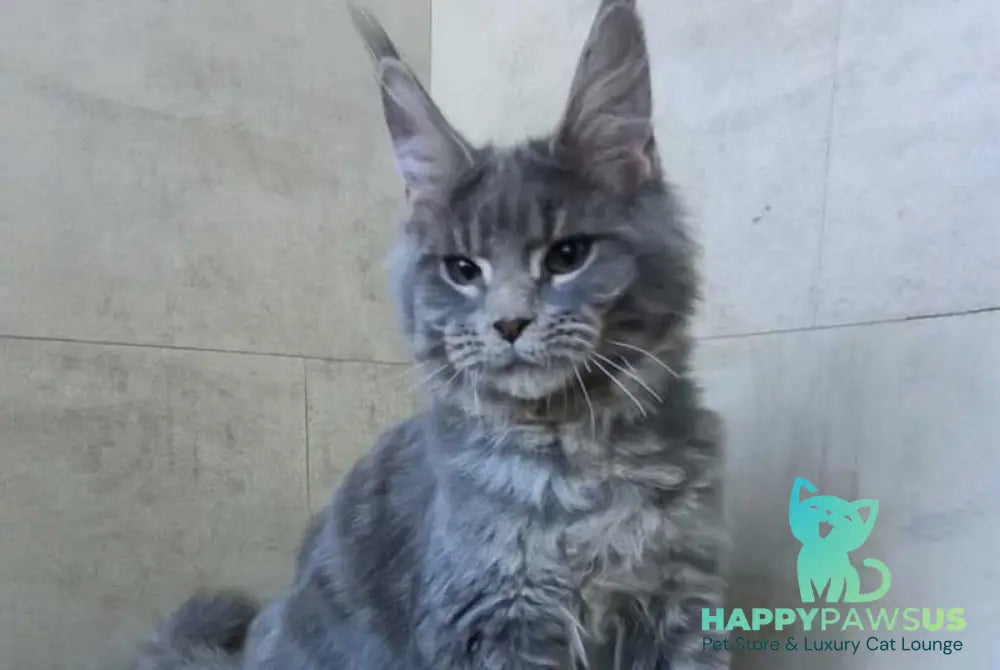 Matthew Maine Coon male blue tabby - live animals
