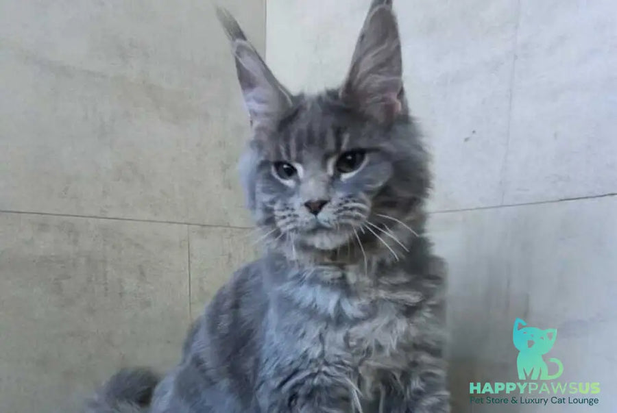 Matthew Maine Coon male blue tabby - live animals