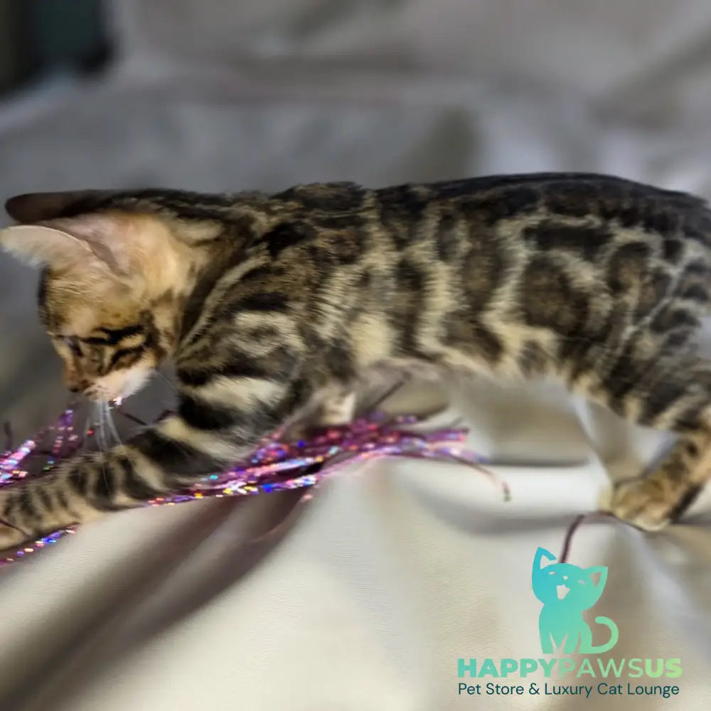 Maui Bengal male black spotted tabby - live animals