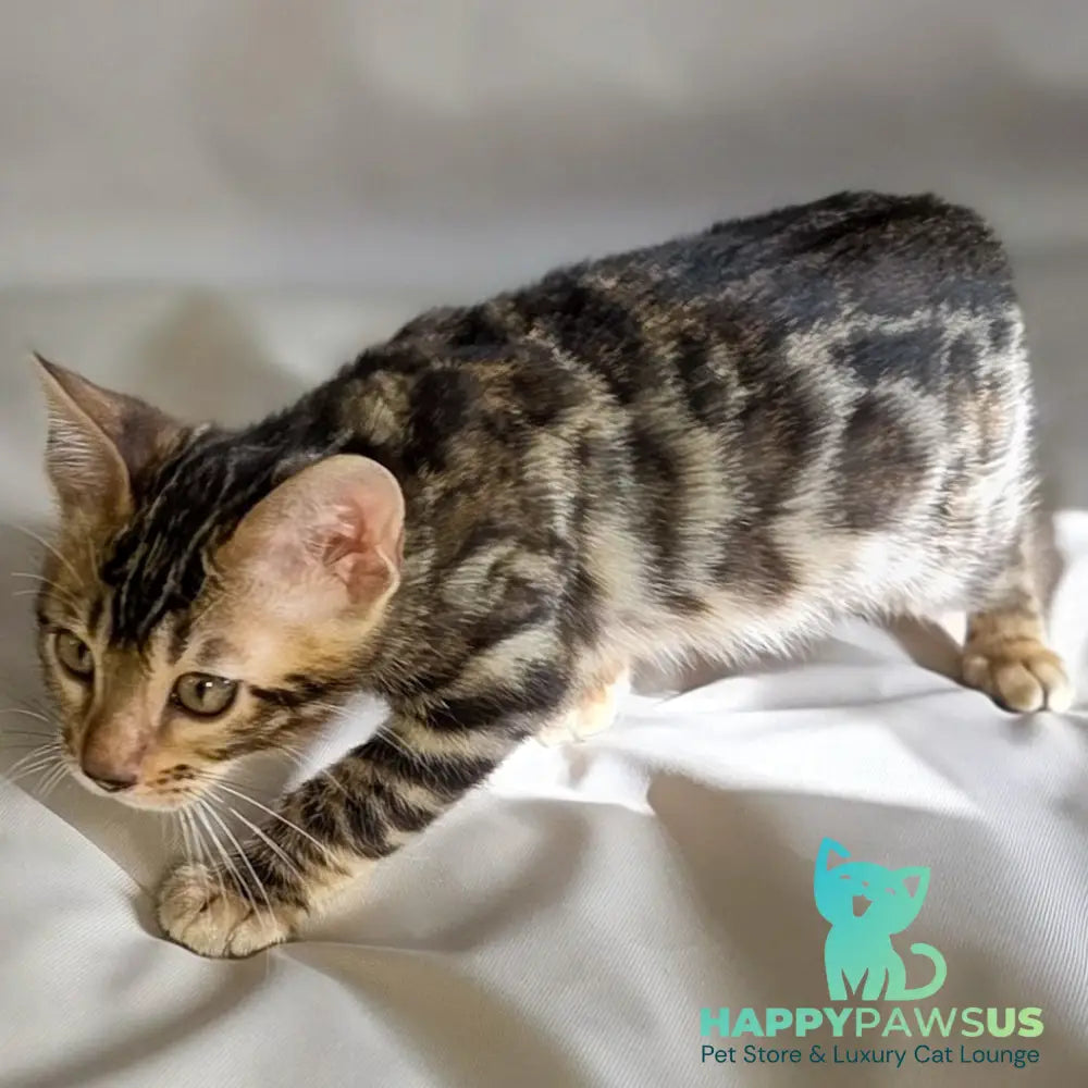 Maui Bengal male black spotted tabby - live animals