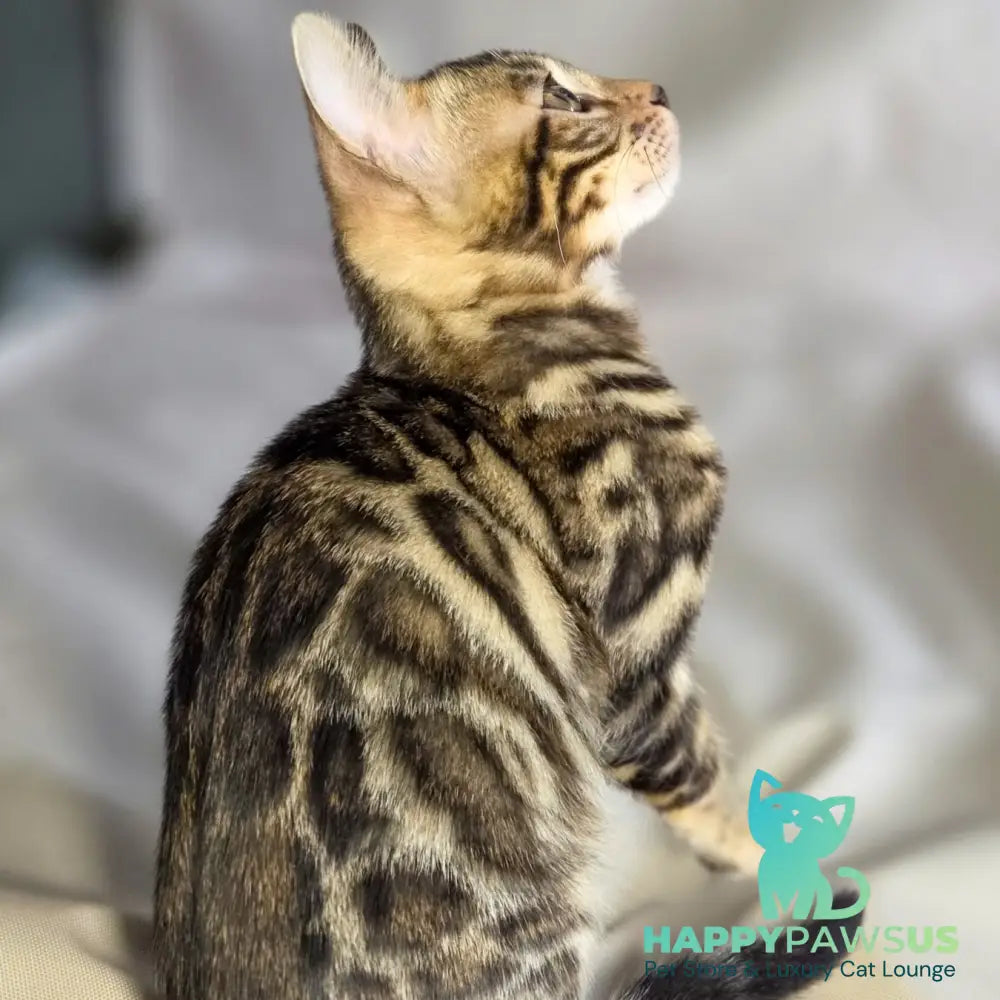 Maui Bengal male black spotted tabby - live animals