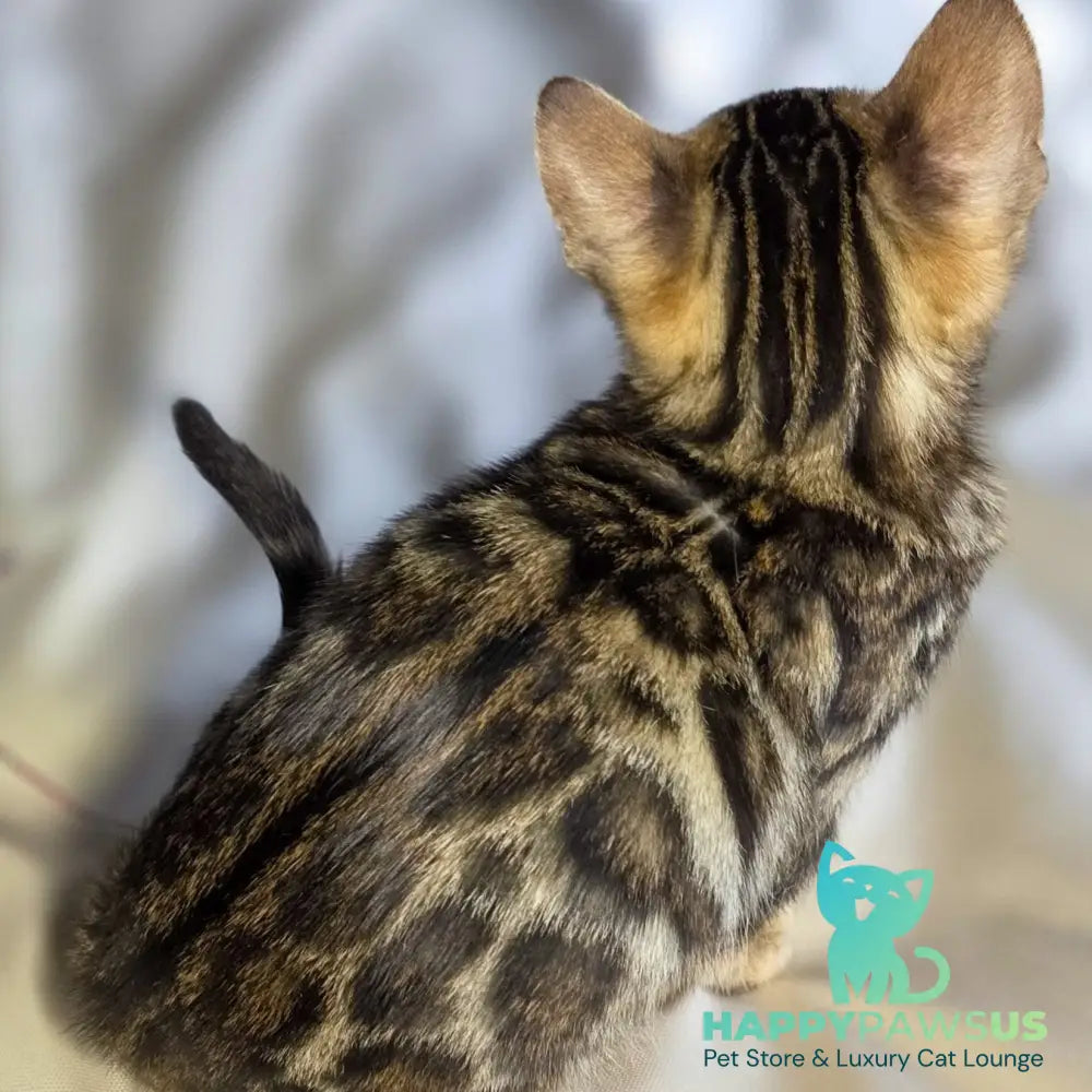 Maui Bengal male black spotted tabby - live animals