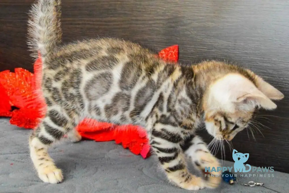 Maurice Bengal male black spotted tabby live animals