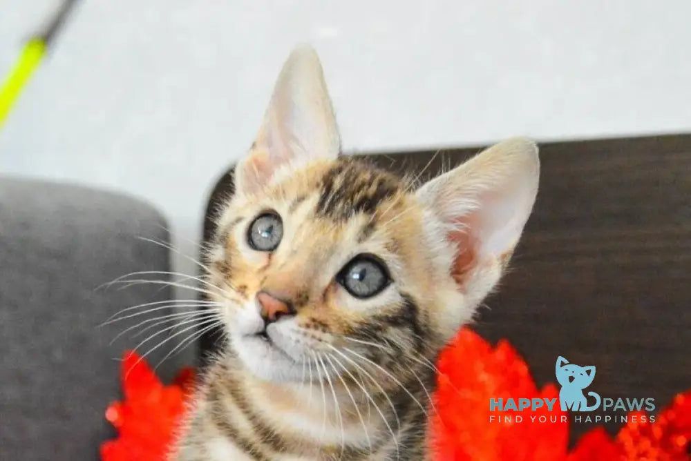 Maurice Bengal male black spotted tabby live animals