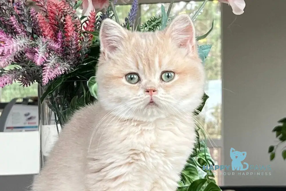Maurice British Shorthair male lilac golden shaded live animals