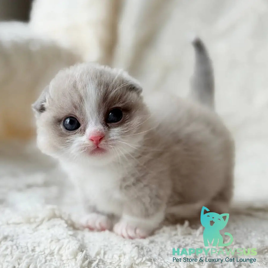 Maurice Munchkin male lilac bicolour pointed - live animals