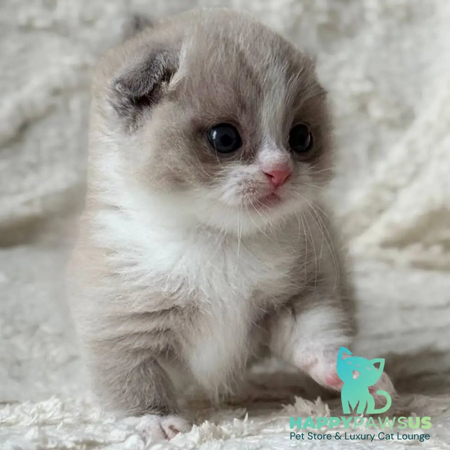 Maurice Munchkin male lilac bicolour pointed - live animals