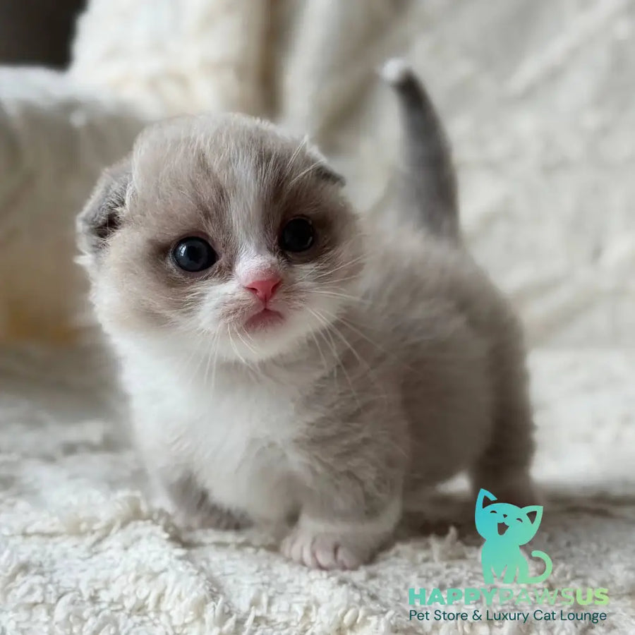 Maurice Munchkin male lilac bicolour pointed - live animals