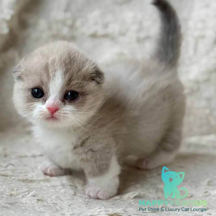 Maurice Munchkin male lilac bicolour pointed - live animals