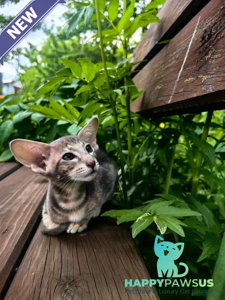 Mauti yeti Oriental Shorthair female blue tortie tabby - live animals