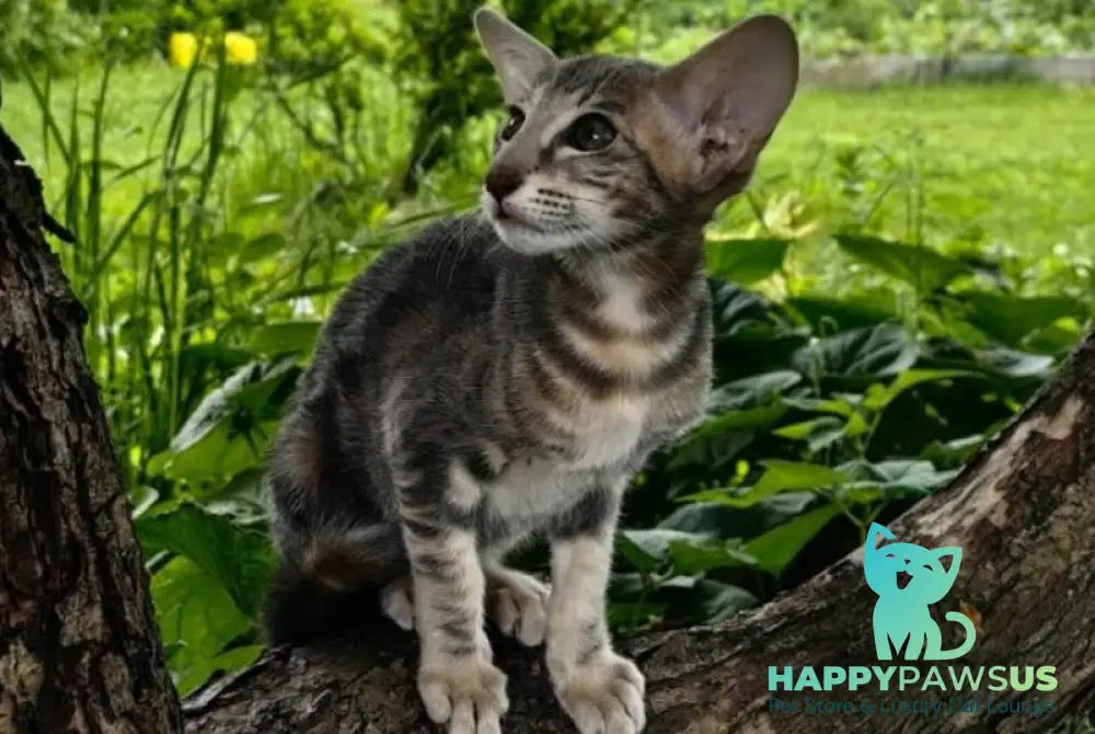 Mauti yeti Oriental Shorthair female blue tortie tabby - live animals