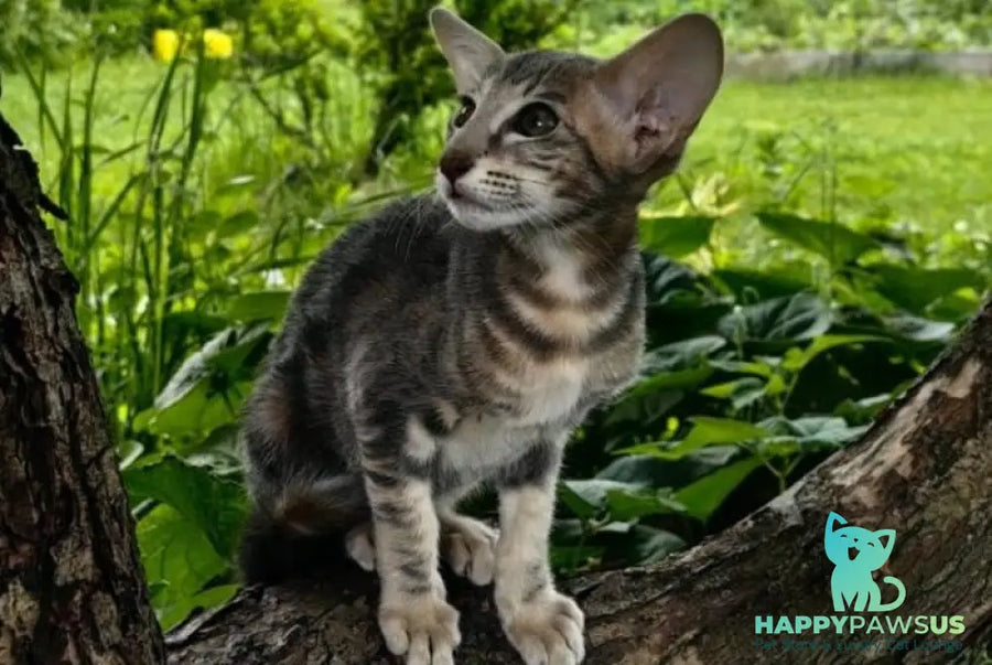 Mauti yeti Oriental Shorthair female blue tortie tabby - live animals