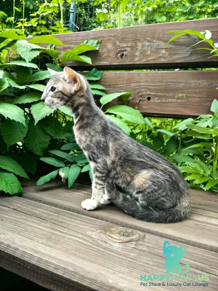 Mauti yeti Oriental Shorthair female blue tortie tabby - live animals
