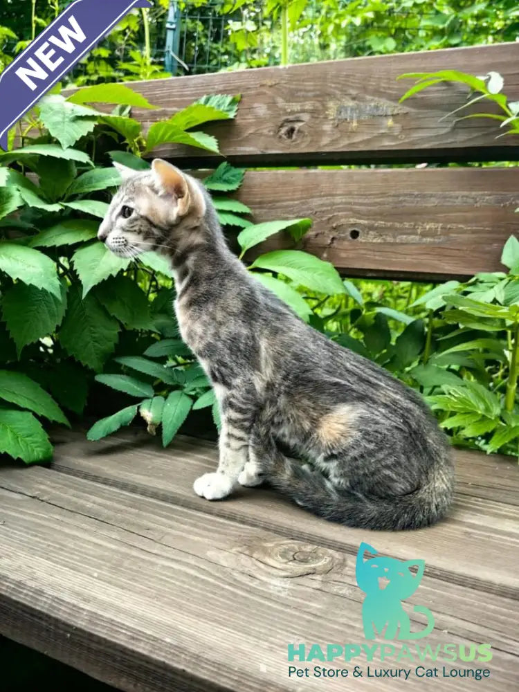 Mauti yeti Oriental Shorthair female blue tortie tabby - live animals