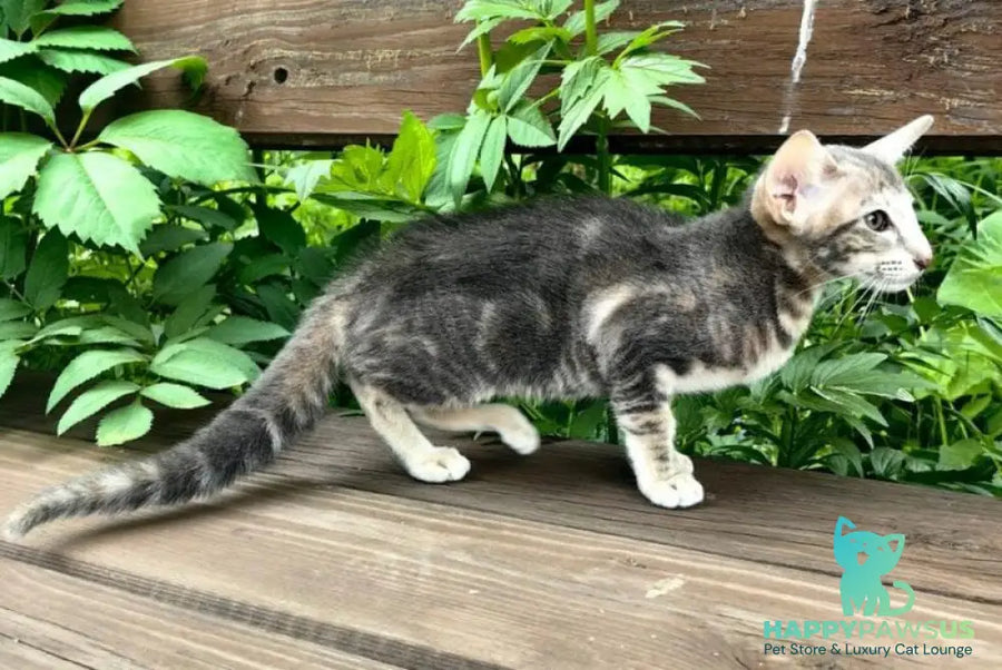Mauti yeti Oriental Shorthair female blue tortie tabby - live animals