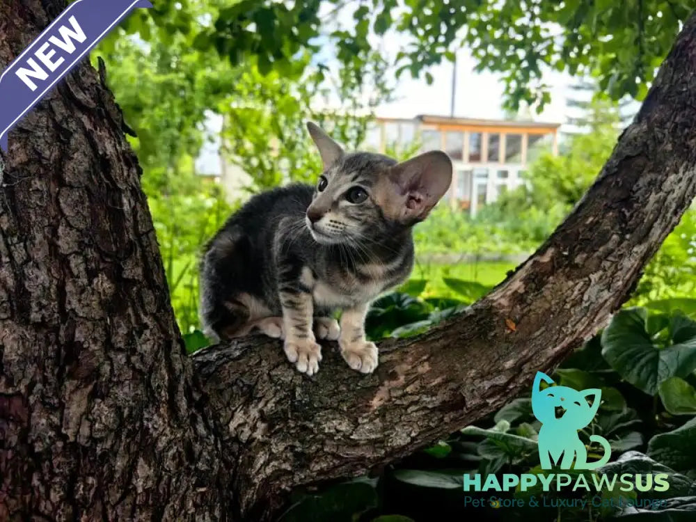 Mauti yeti Oriental Shorthair female blue tortie tabby - live animals