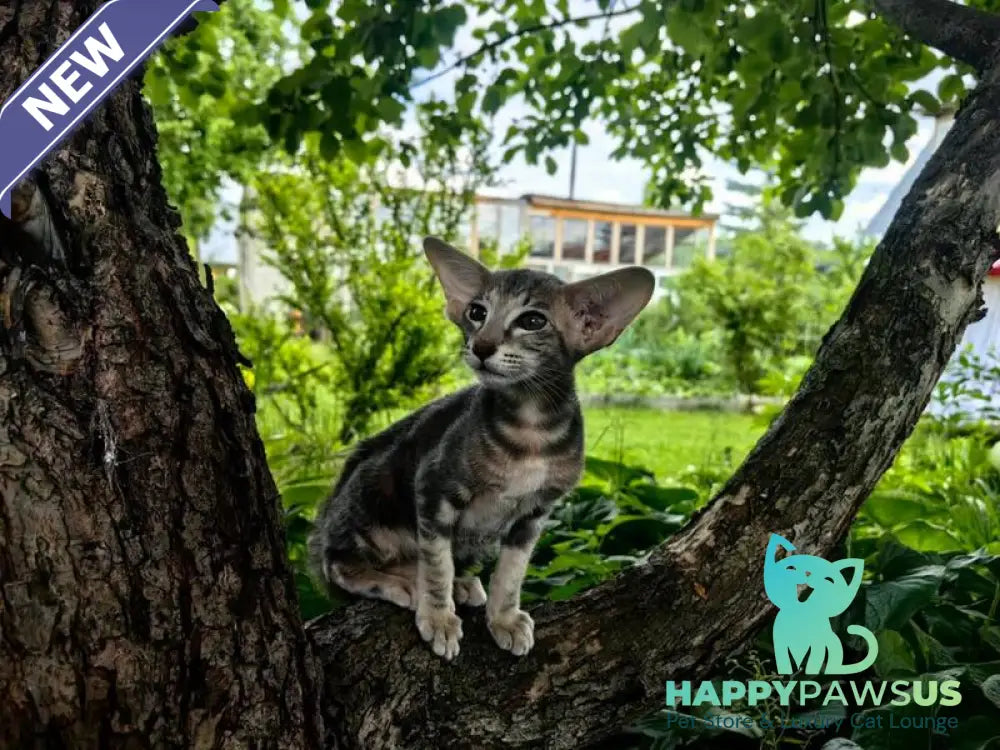 Mauti yeti Oriental Shorthair female blue tortie tabby - live animals