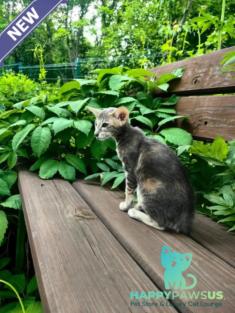 Mauti yeti Oriental Shorthair female blue tortie tabby - live animals