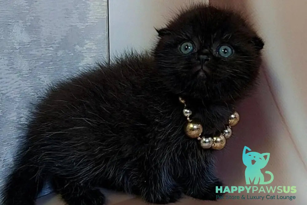 Maverick Scottish Fold male black - live animals