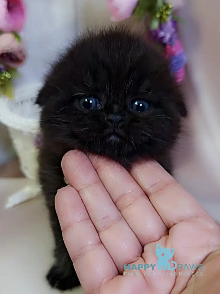 Maverick Scottish Fold male black - live animals