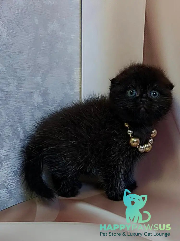 Maverick Scottish Fold male black - live animals
