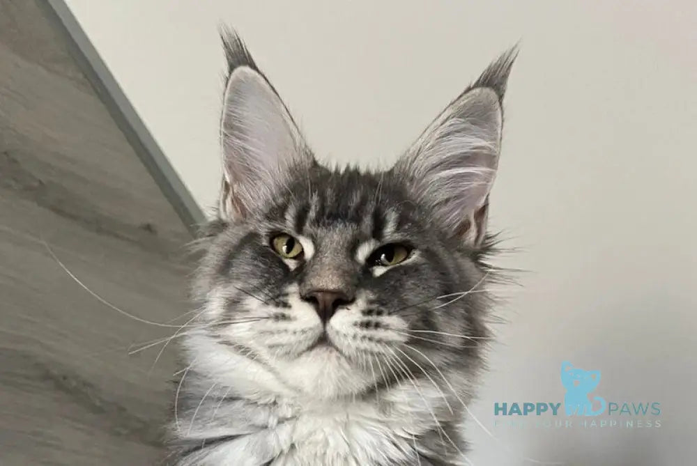 Mavrik Maine Coon male blue silver tabby live animals