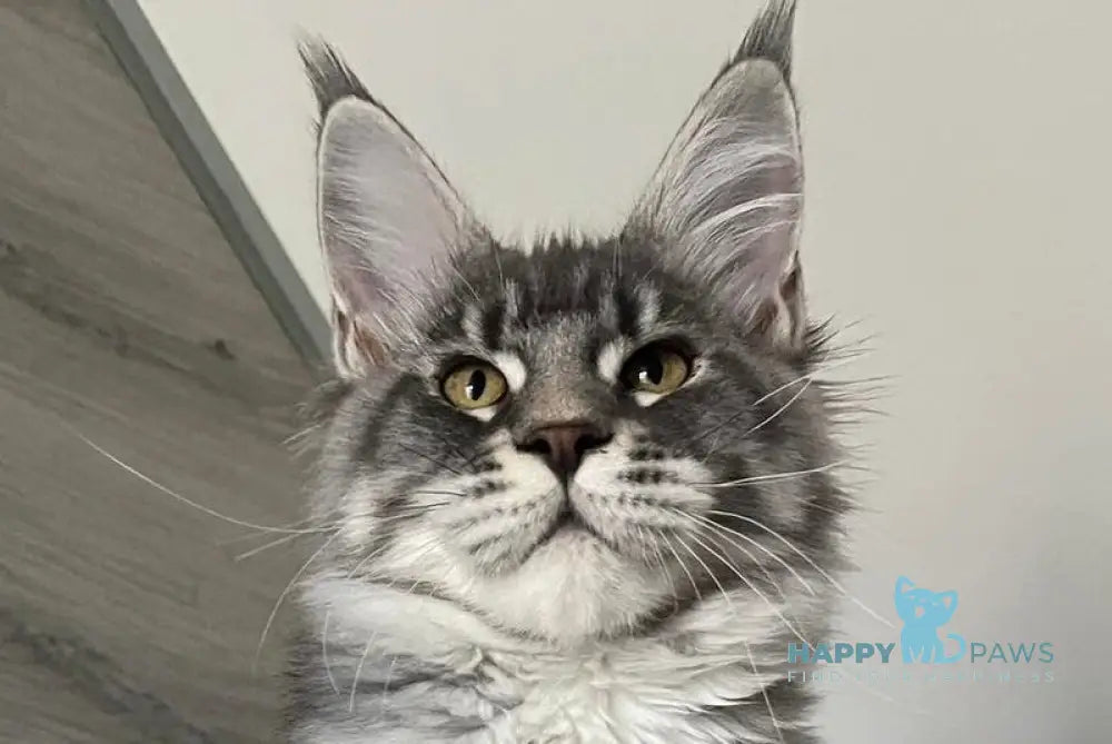 Mavrik Maine Coon male blue silver tabby live animals