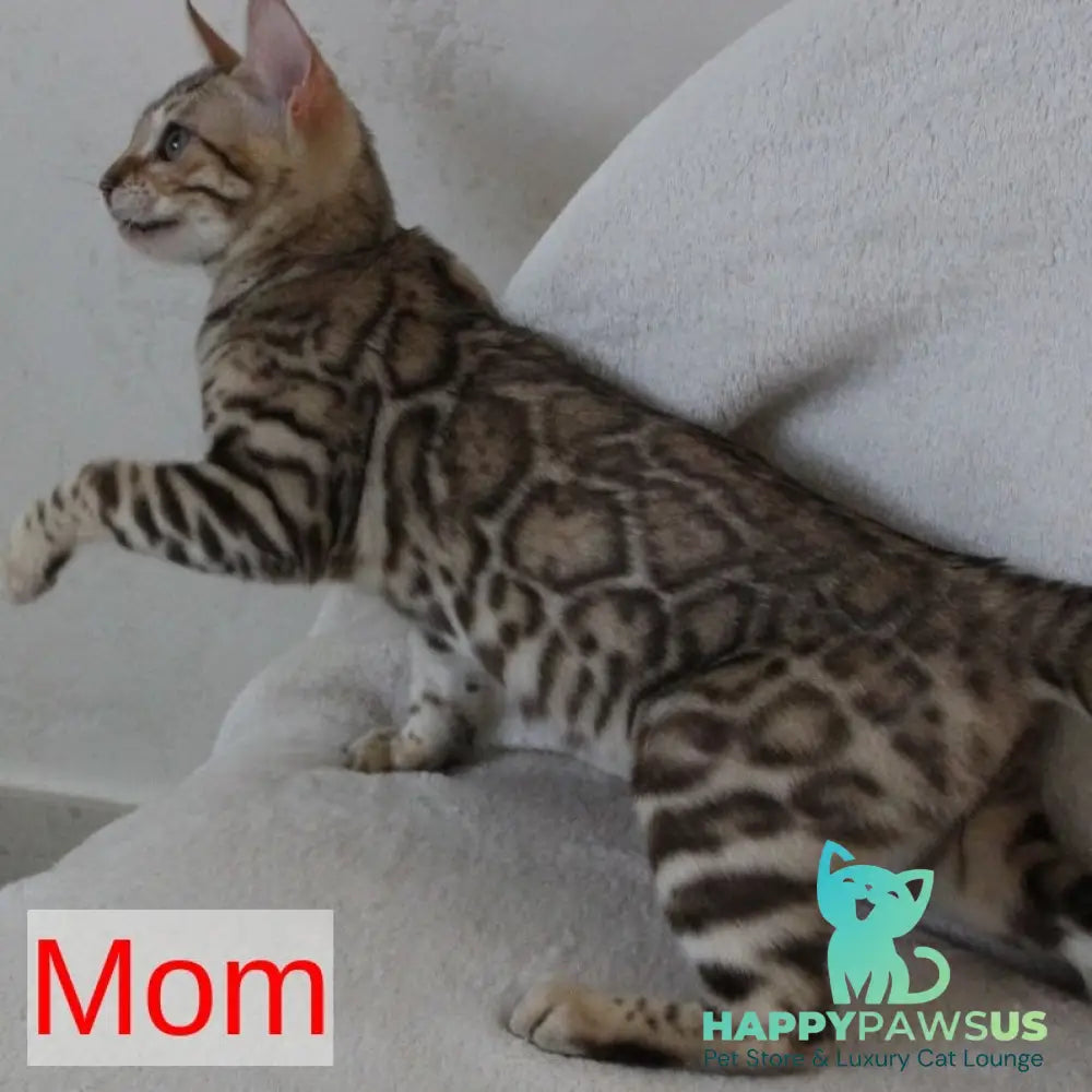 Max Bengal male seal tabby - live animals