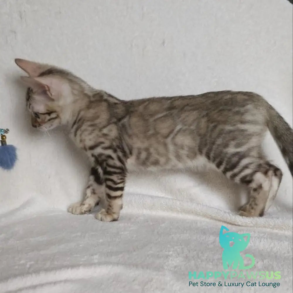 Max Bengal male seal tabby - live animals