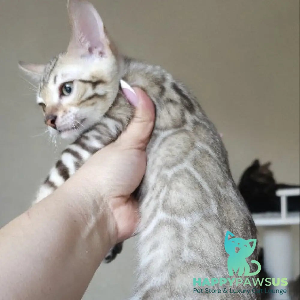 Max Bengal male seal tabby - live animals