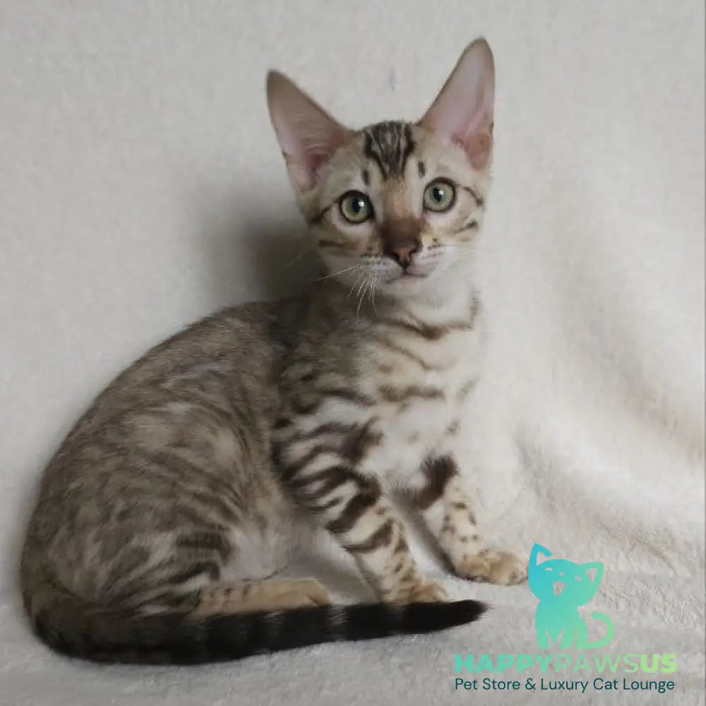 Max Bengal male seal tabby - live animals
