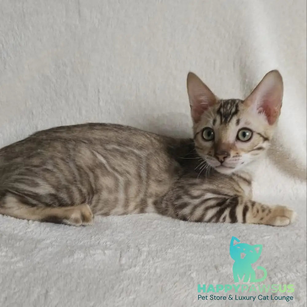Max Bengal male seal tabby - live animals