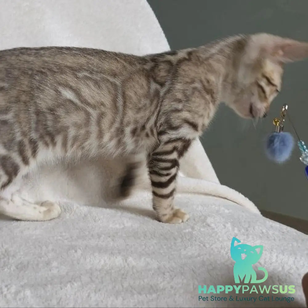 Max Bengal male seal tabby - live animals