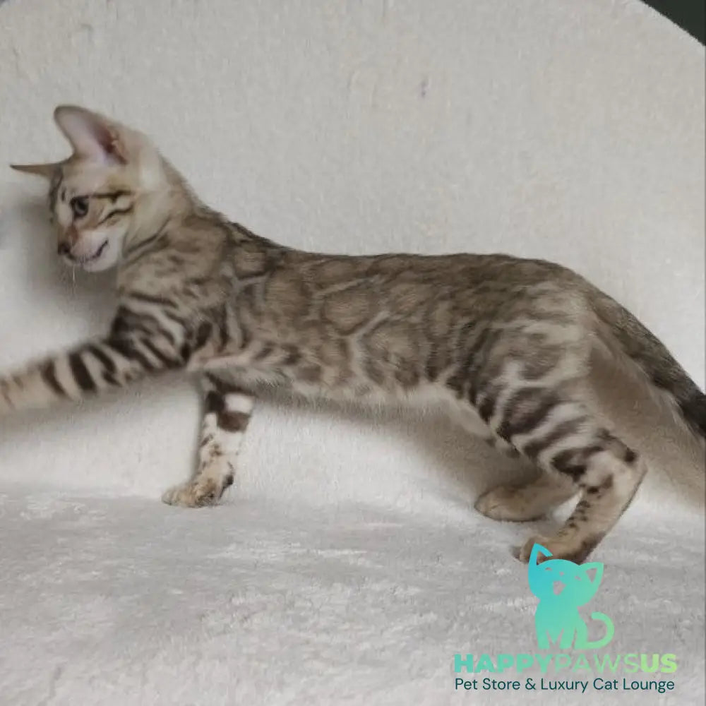 Max Bengal male seal tabby - live animals