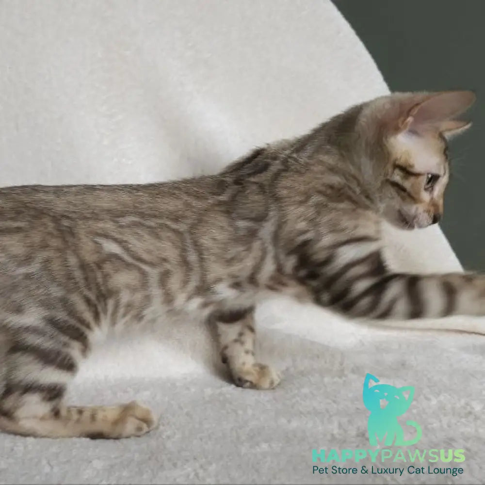 Max Bengal male seal tabby - live animals