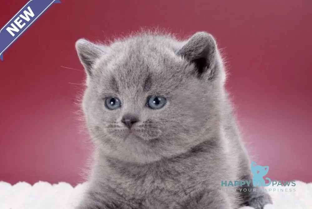 Max British Shorthair female blue live animals